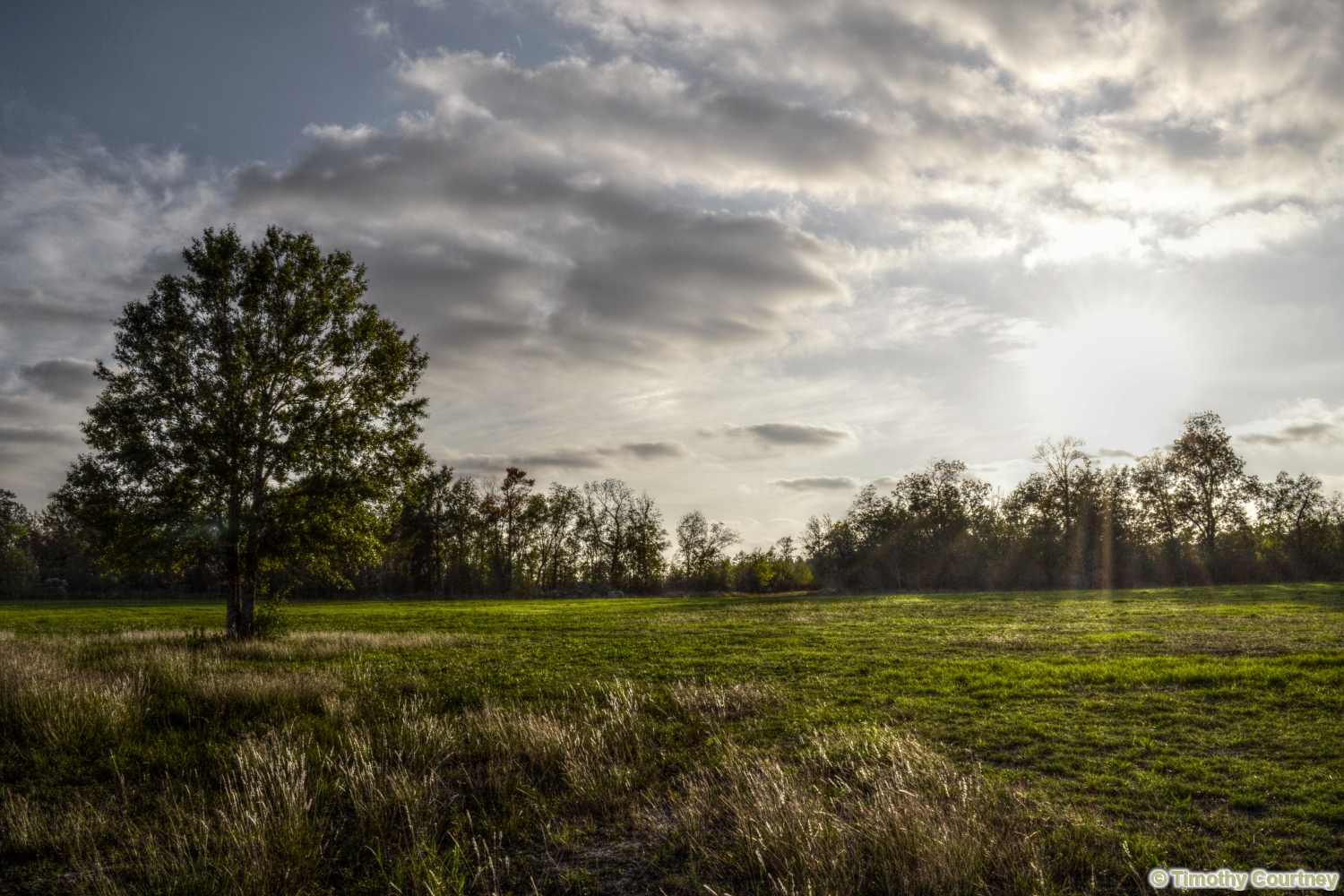 The sun shine thru the clouds over an empty field except one remaining tree