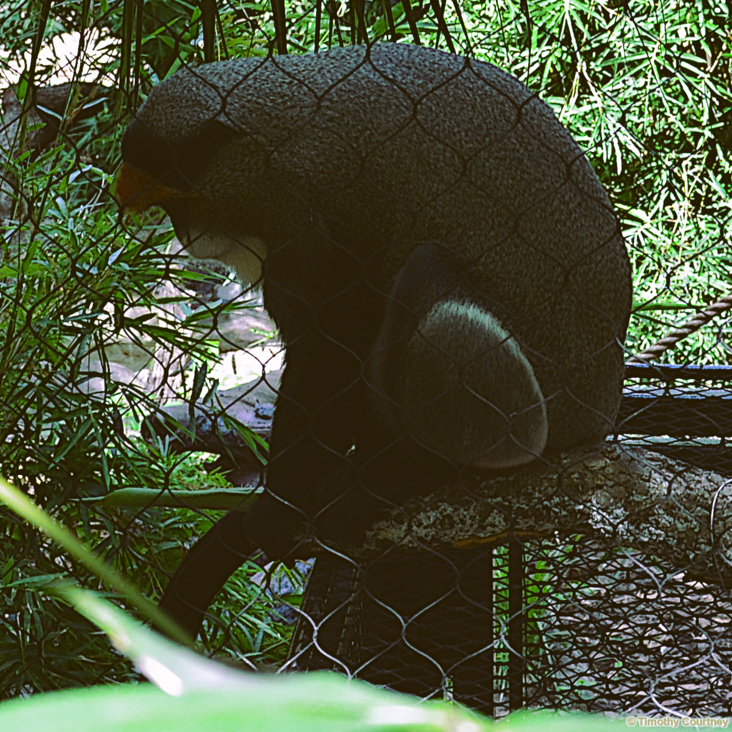 De Brazza's monkey hunches over while grooming tail