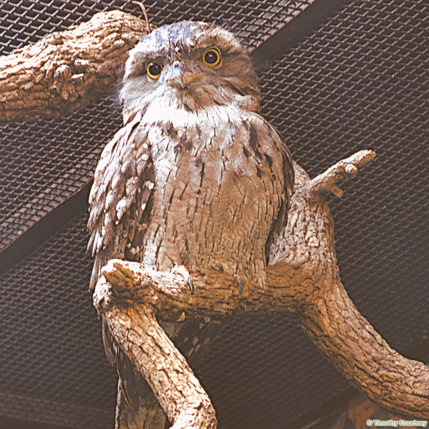 Burrowning Owl is perched on a branch