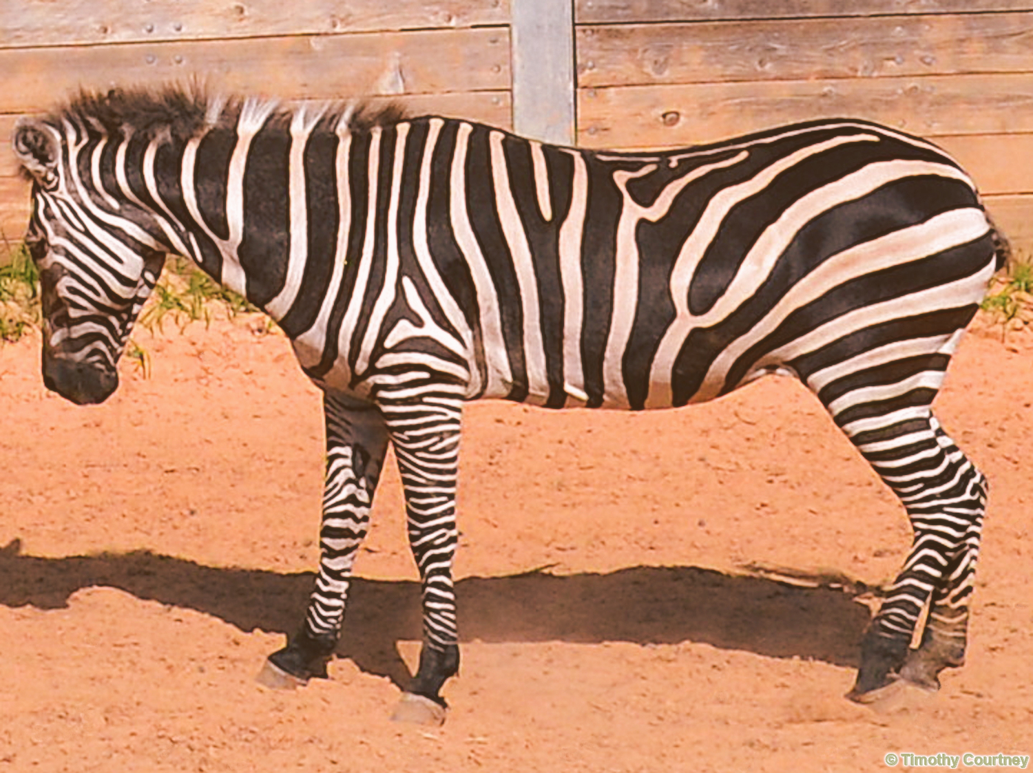 Charlie the Old Zebra at the Houston Zoo