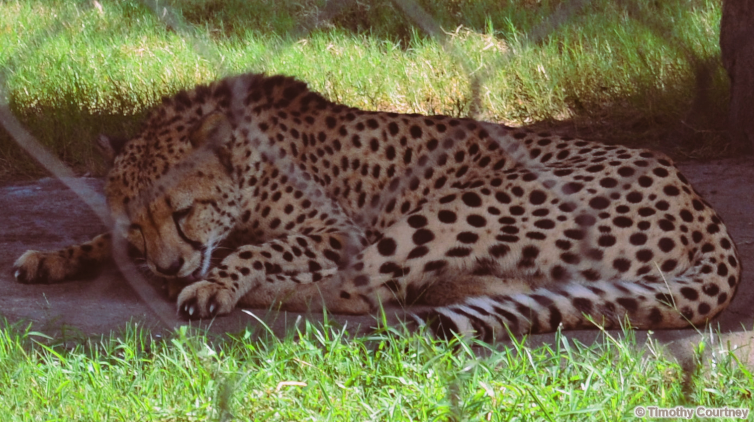 Cheetah cleans its fur in the shade