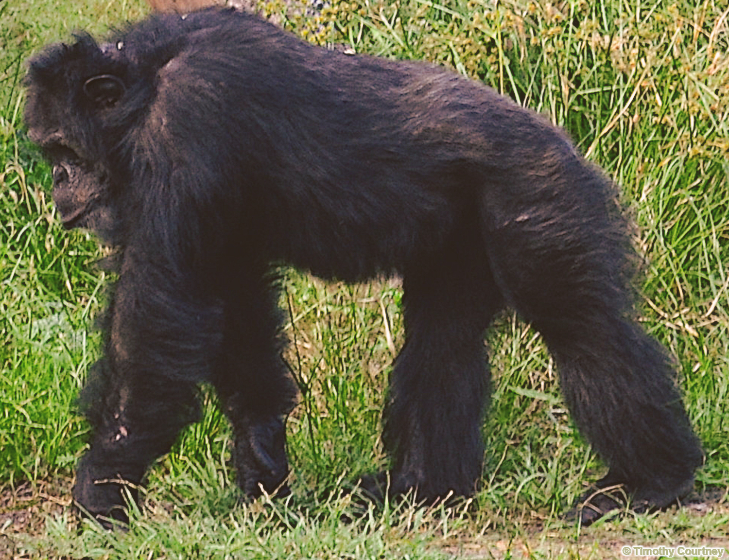 Alpha Chimpanzee walks through his grassland habitat