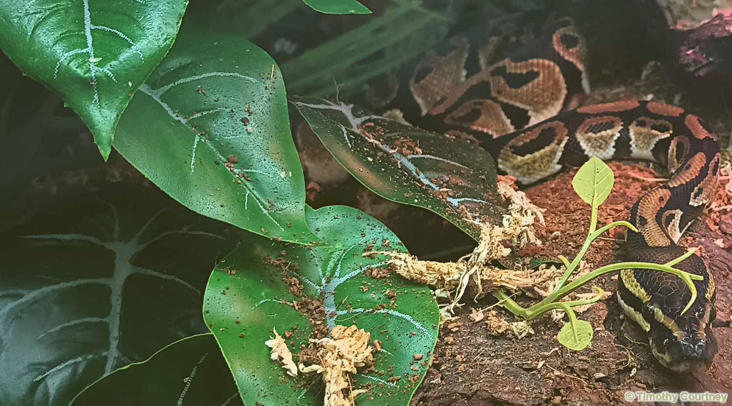 A coiled Royal Python with vibrant colors