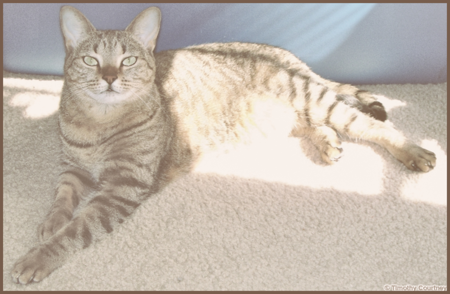 Honey the domesticated Tabby feline