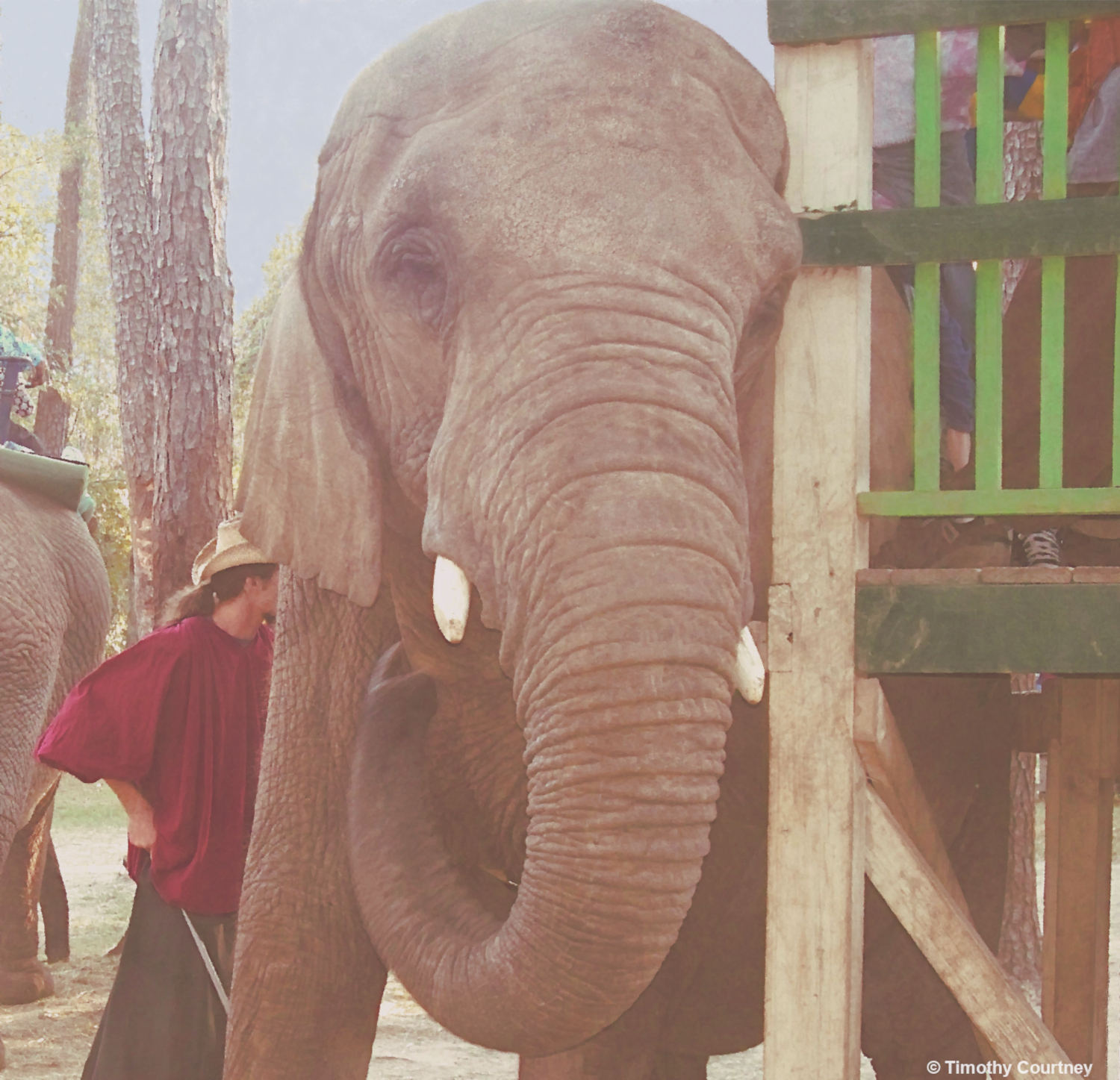 Elephant Ride at the Texas Renaissance Festival