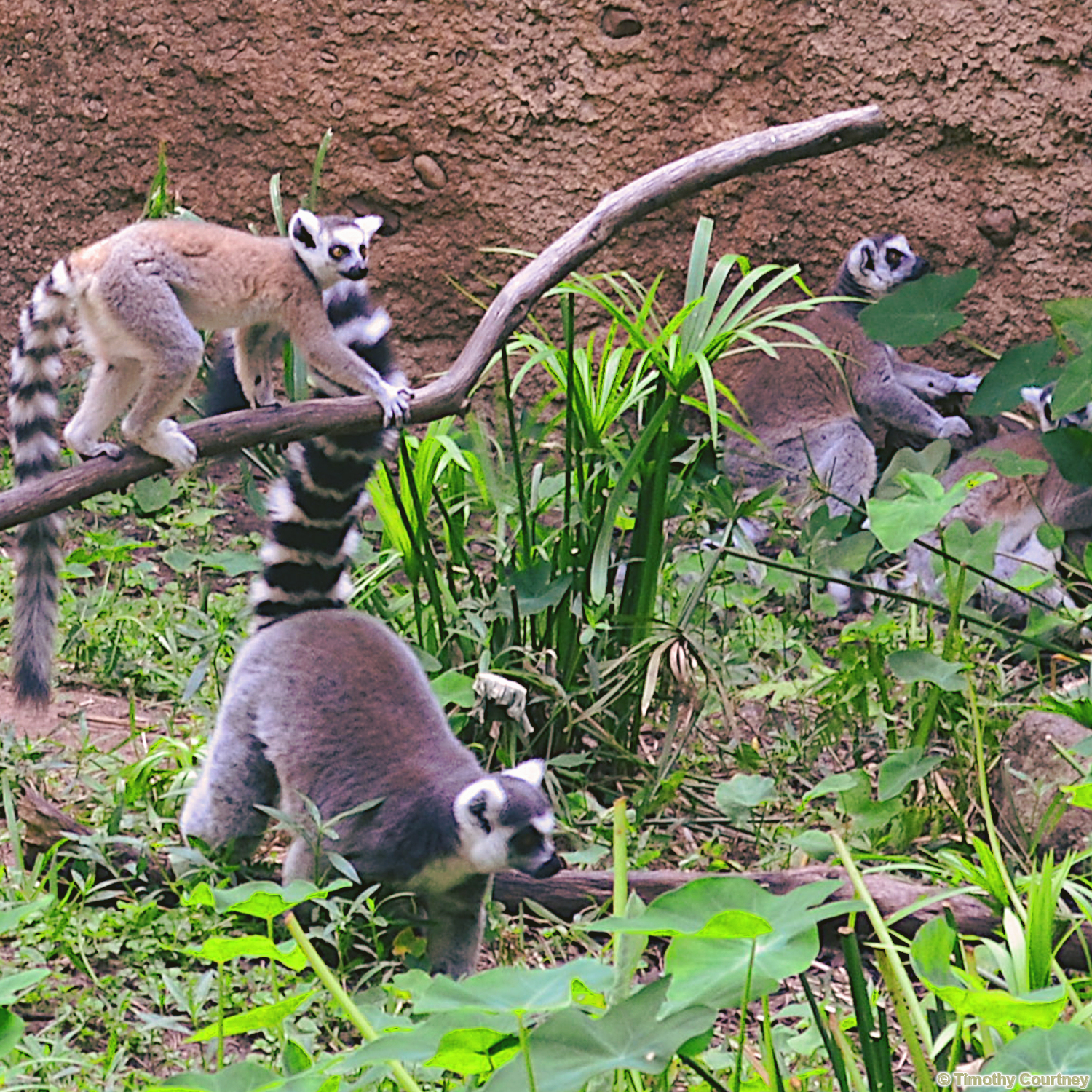 Four ring-tailed Lemurs socialize in lush green surroundings