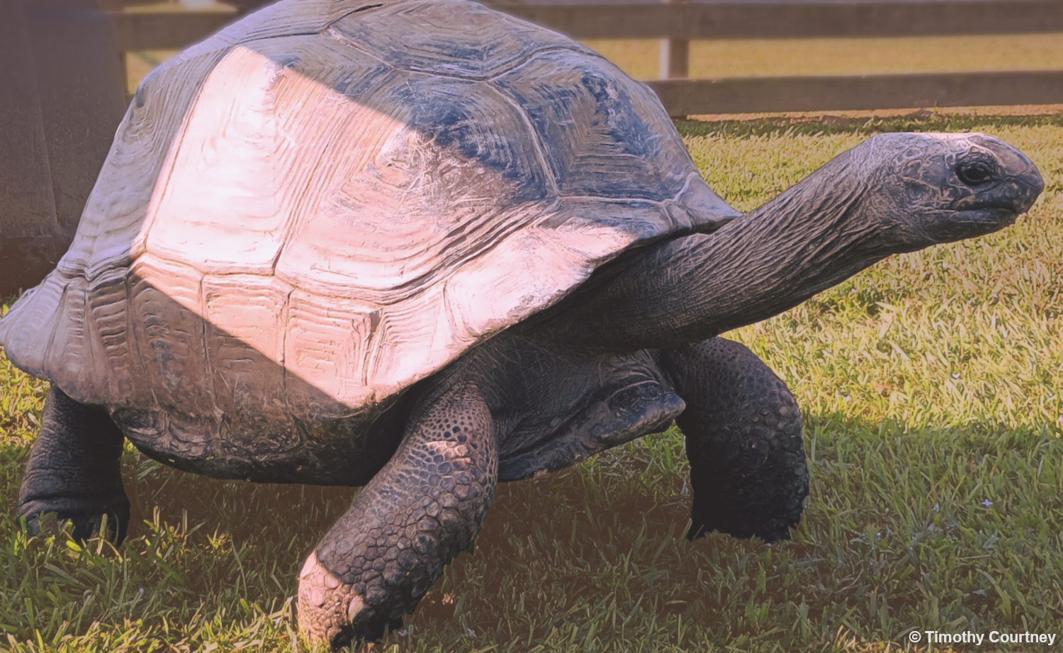 Giant Tortoise goes for a walk across a field
