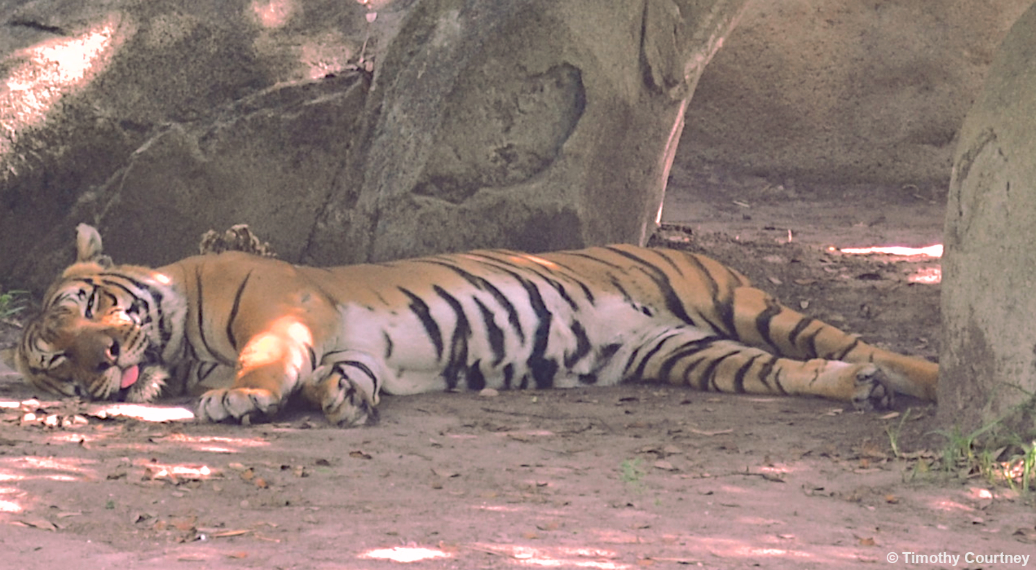 Endangered Malayan Tiger rests with tongue hanging out