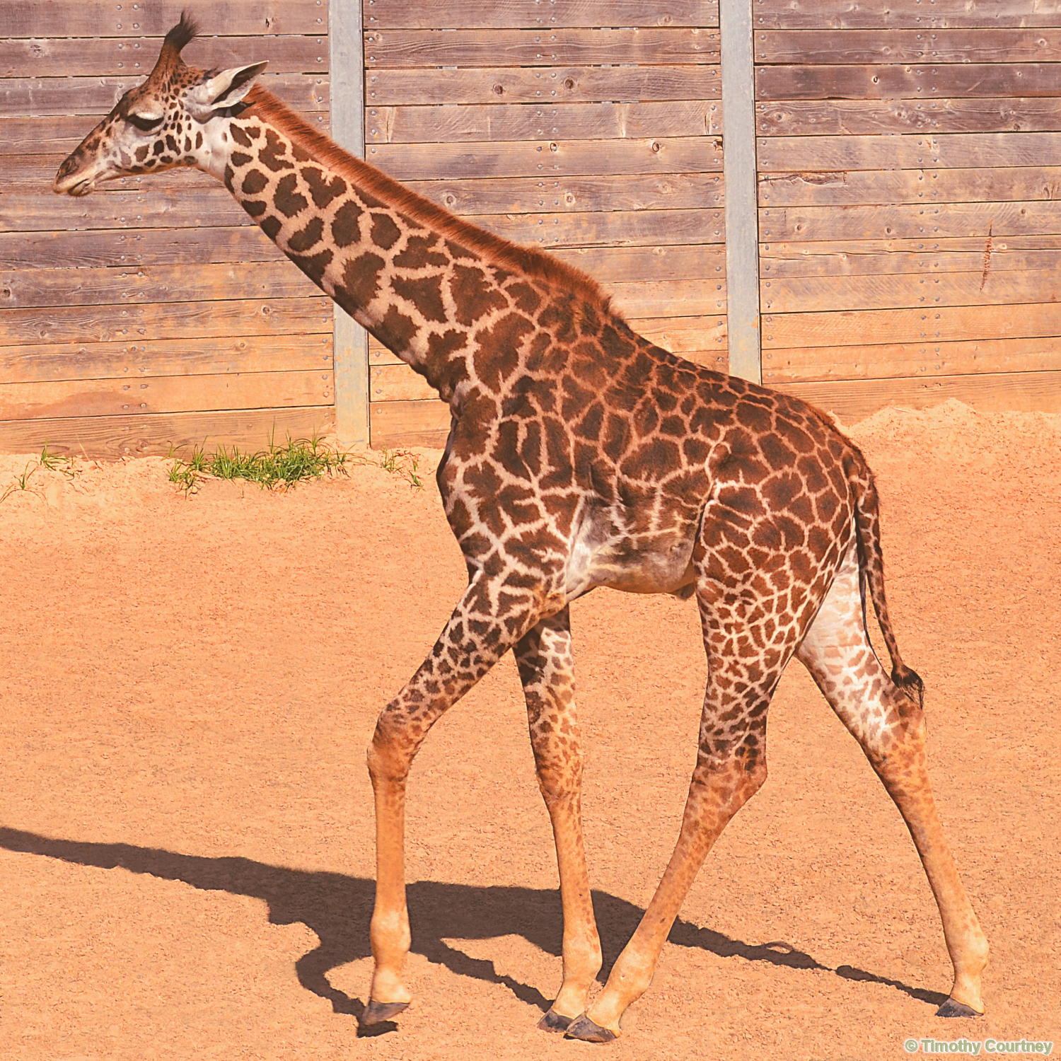Masai Giraffe walking
