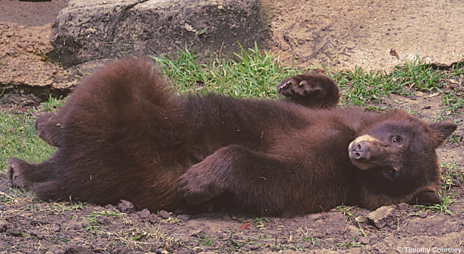 This North American bear is being silly and playing on his back, making eye contact with the camera.