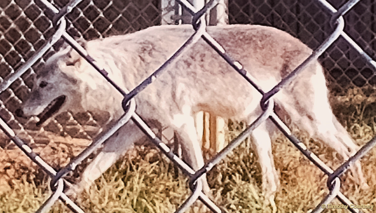An Arctic wolf paces around in its habitat