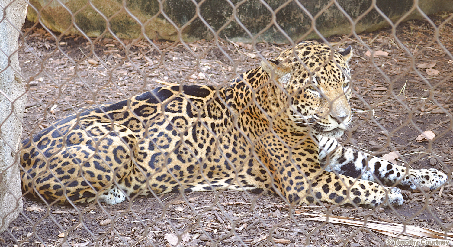 Leopard lays alert in its habitat