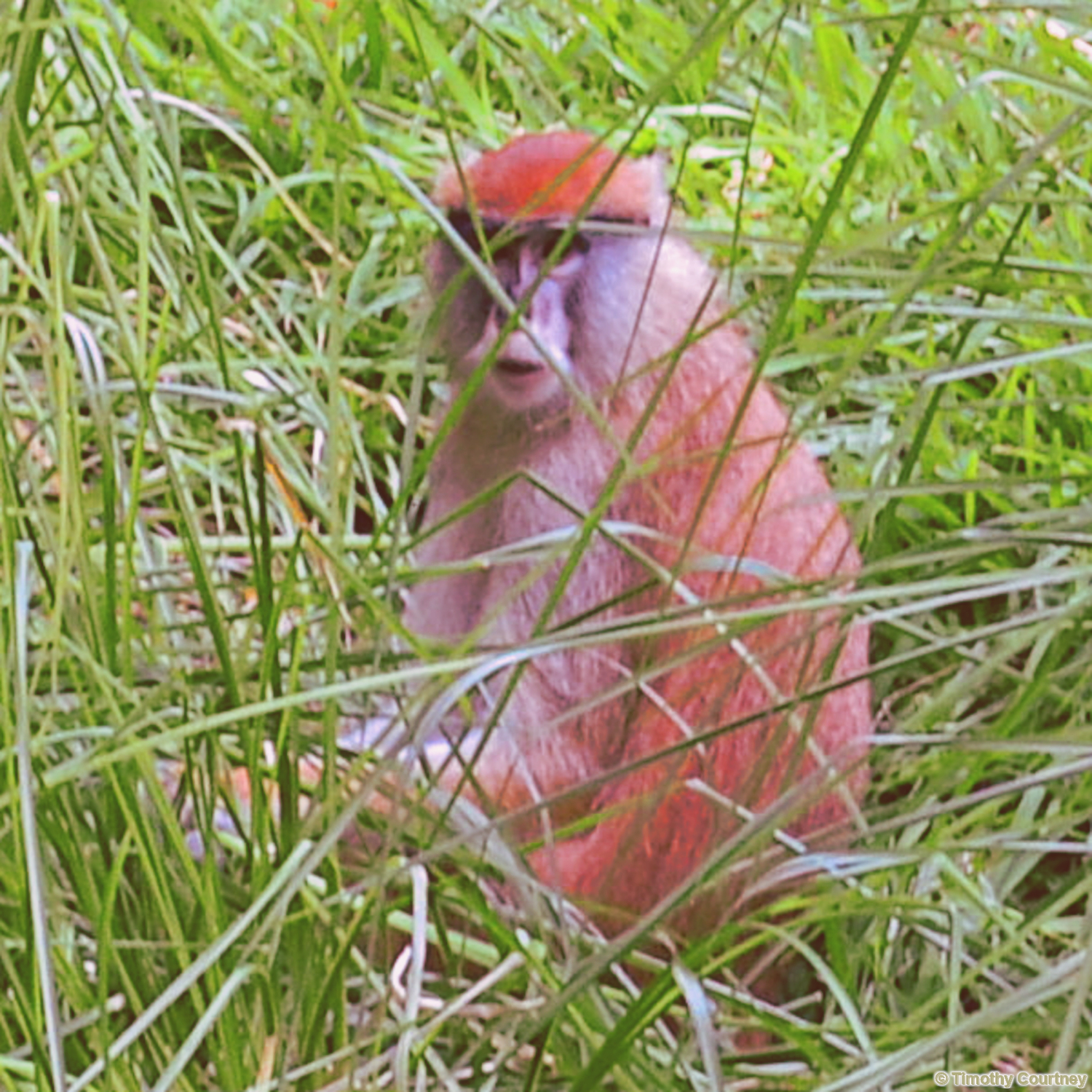 An older Patas monkey sits within tall grass