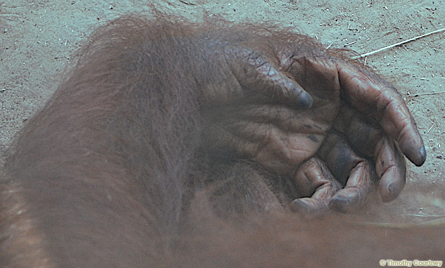 This is a close view of the open palm and extended fingers of an Orangutan known as a Pongo Pygmaeus.