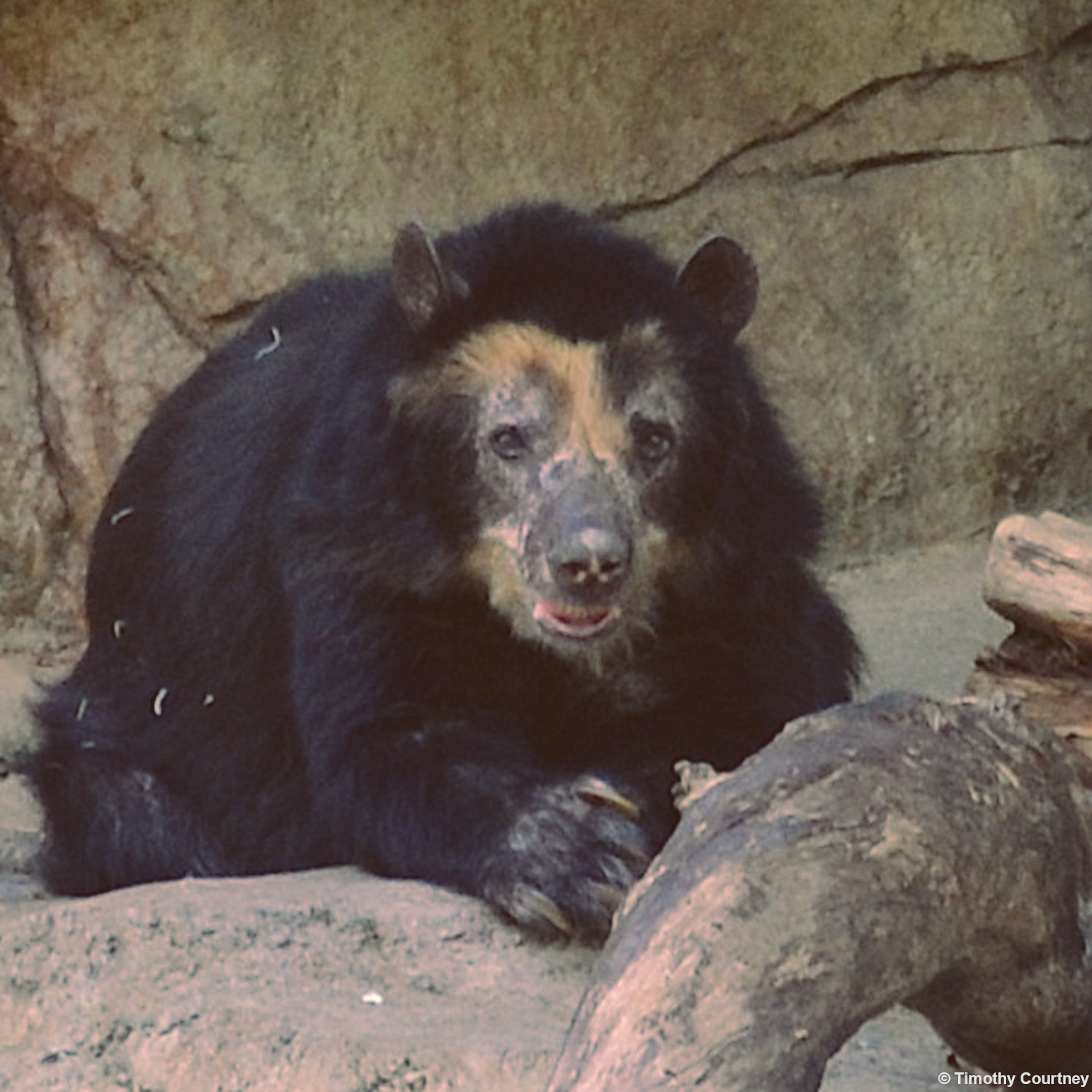 Patty Bear died the oldest Andean Spectacled Bear in the Houston Zoo