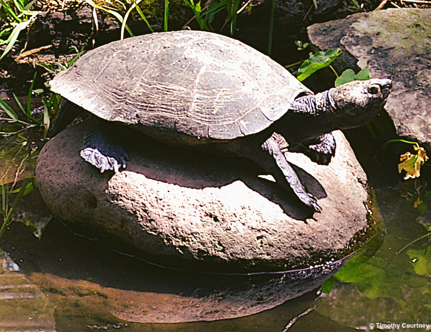 Northern Map Turtle sits on a river rock sunbathing