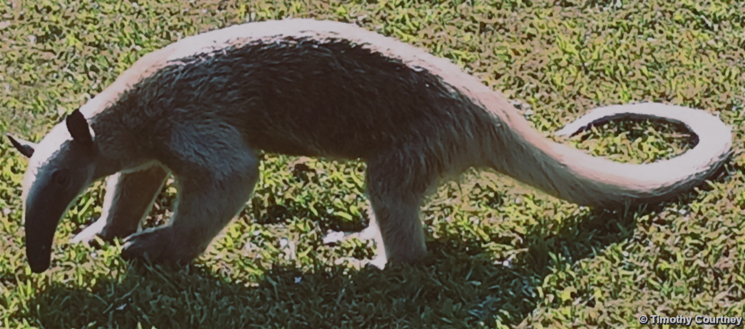 Tamandua anteater is hunting in grass to find ants
