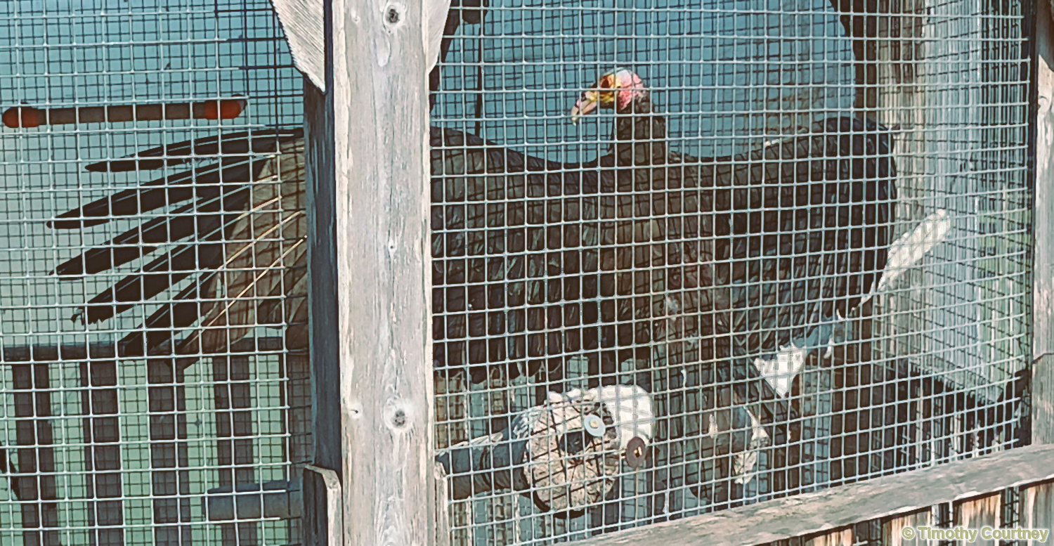 Turkey Vulture in a cage with its wings fully extended