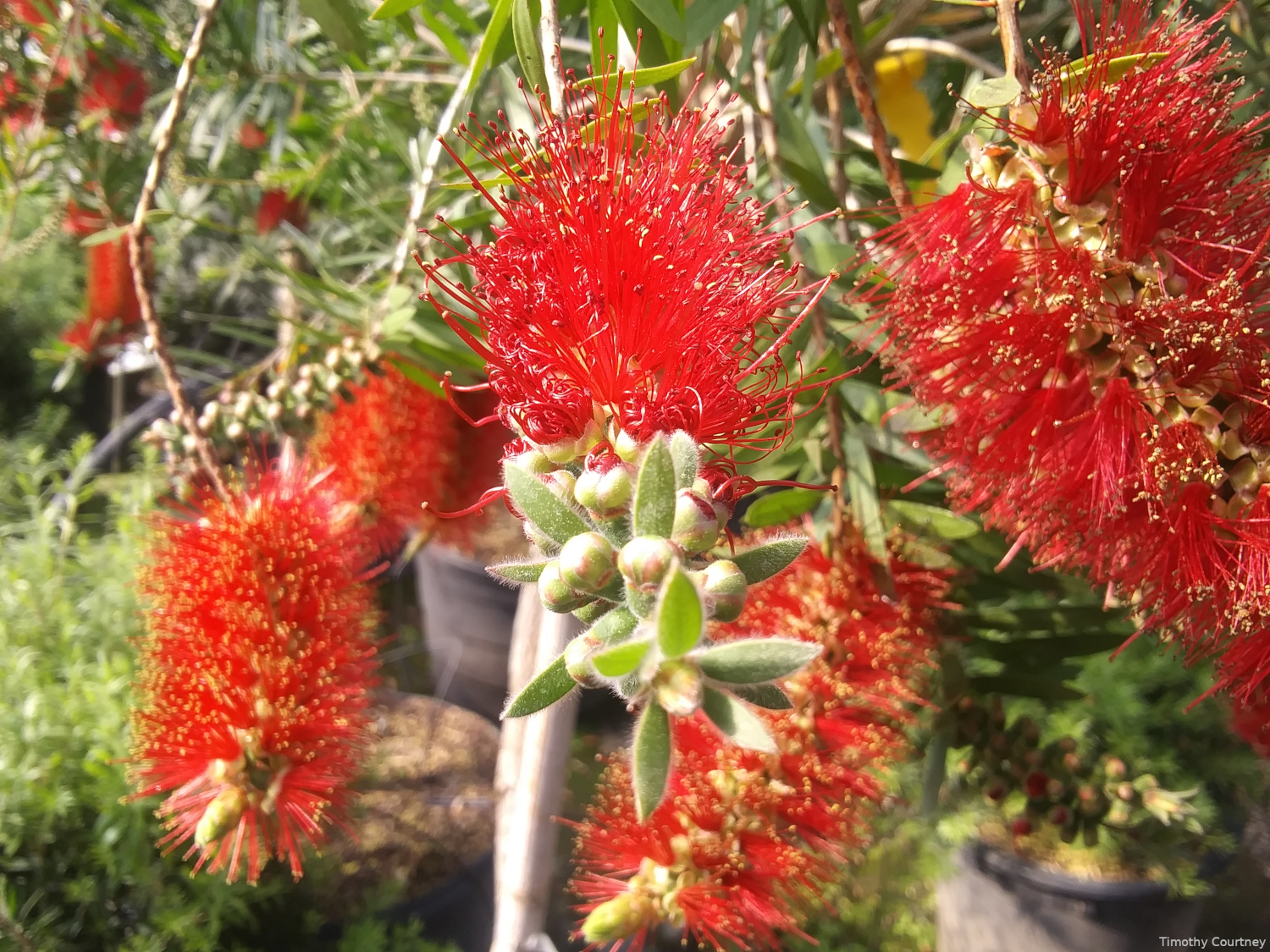 Bottlebrush is blooming red in a grand display of nature.